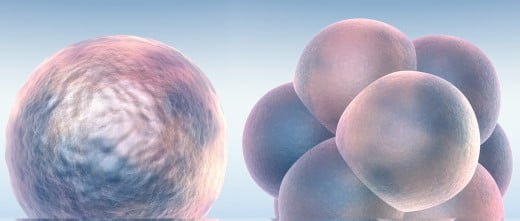 Embriones que se pueden transferiri