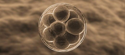 Transferencia del embrión al útero materno