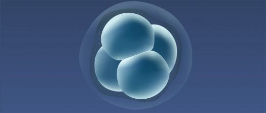 Transferencia de embriones en D+2