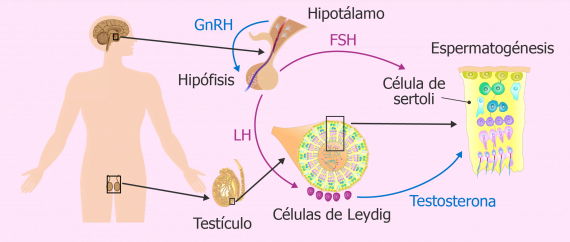 Producción de hormonas masculinas