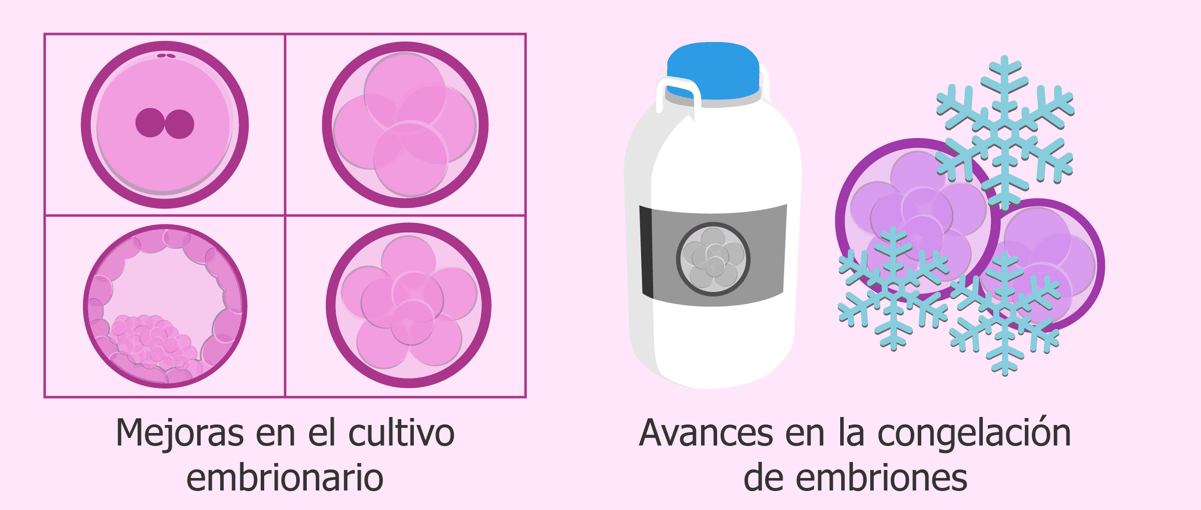 Cultivo embrionario y vitrificación