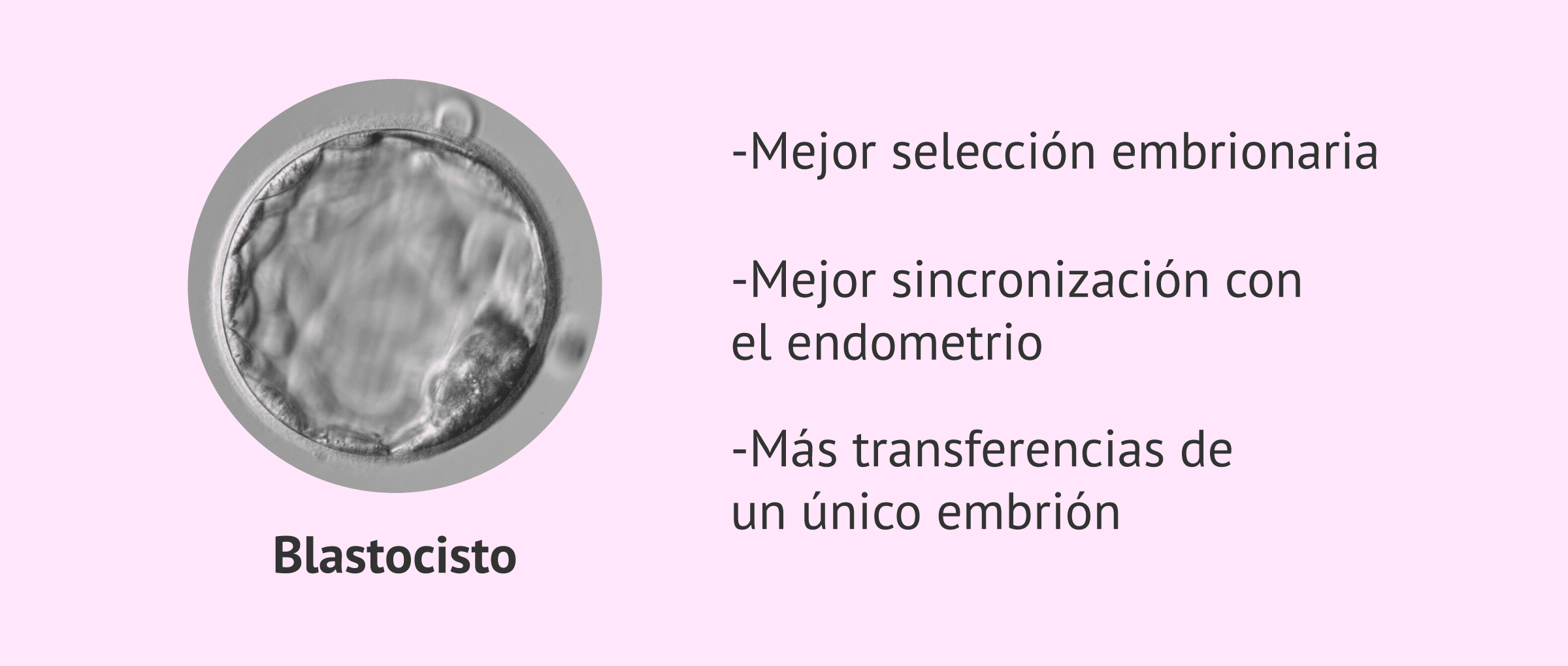 Transferencia de blastocisto